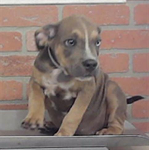 Photo of Hunter, adoptable American Staffordshire Terrier in Houston, Texas