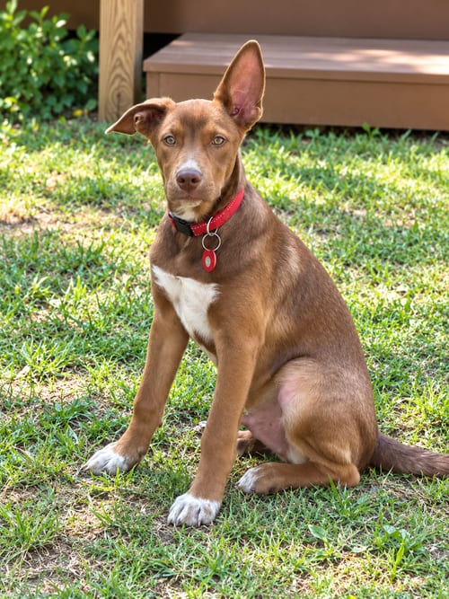 Photo of Volt, adoptable Australian Cattle Dog/Blue Heeler in Nashville, Tennessee