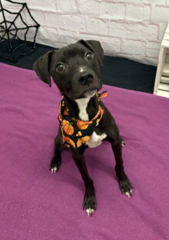 Photo of Kabocha, adoptable Pit Bull Terrier in Detroit, Michigan
