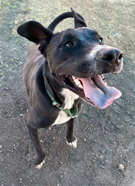 Photo of Senior Labrador Retriever mix, adoptable Labrador Retriever mix in Devore, California
