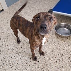 Photo of Princess 4220, adoptable American Pit Bull Terrier in Loxahatchee, Florida