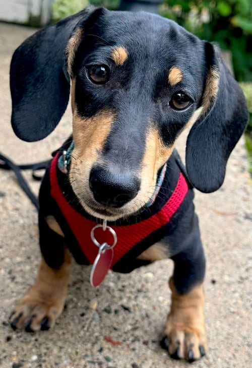 Photo of Lake, adoptable Dachshund in St. Louis Park, Minnesota