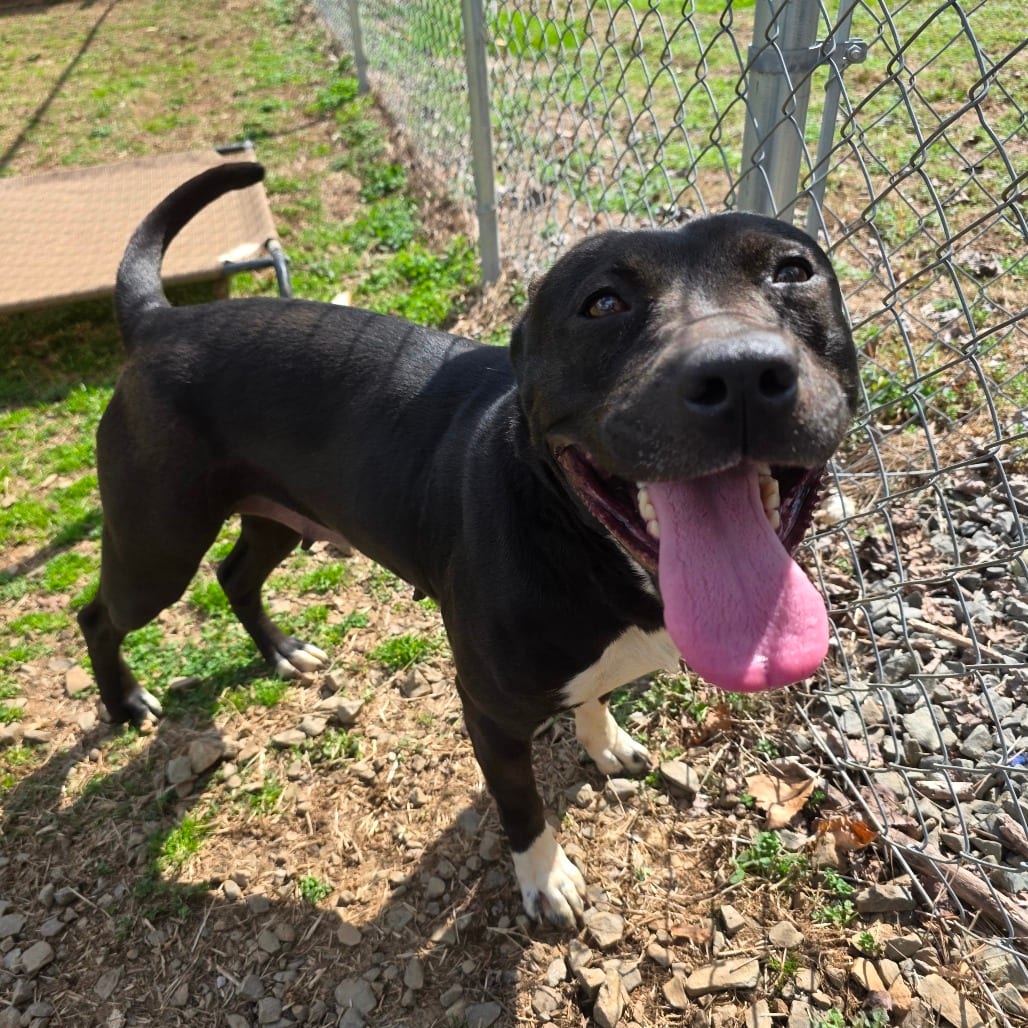Photo of Sheba, adoptable Terrier / Mix