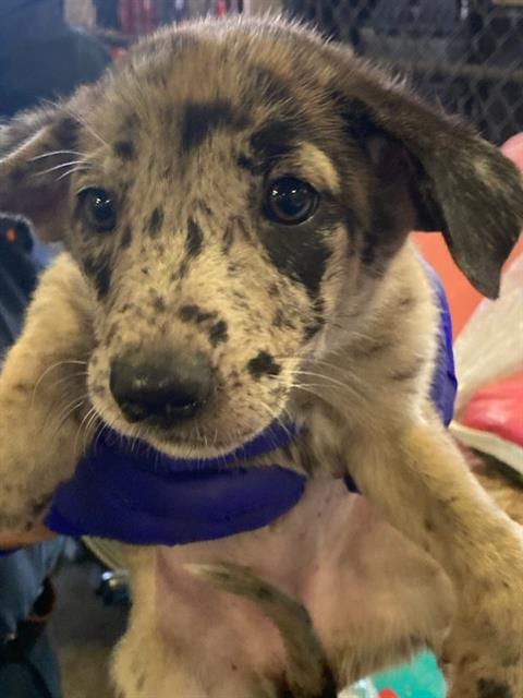 Photo of 8, adoptable German Shepherd Dog in Dallas, Texas
