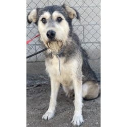 Photo of Bill, adoptable Schnauzer (Giant) in Jurupa Valley, California