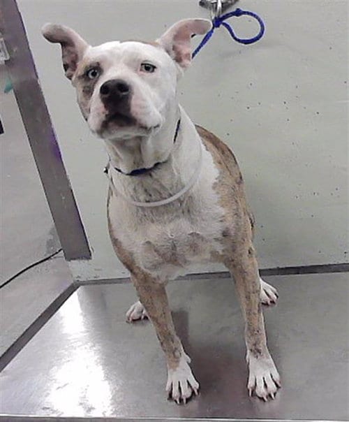 Photo of Darling, adoptable Staffordshire Bull Terrier in Houston, Texas