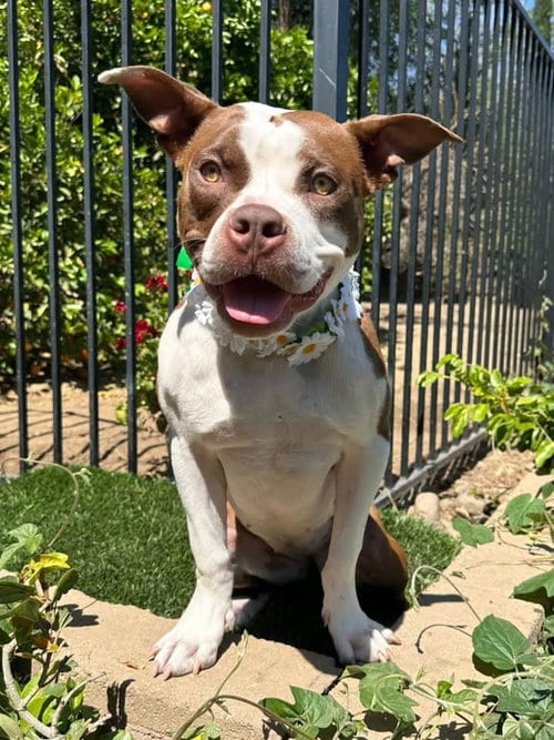 Photo of Daisy, adoptable American Pit Bull Terrier in Redlands, California