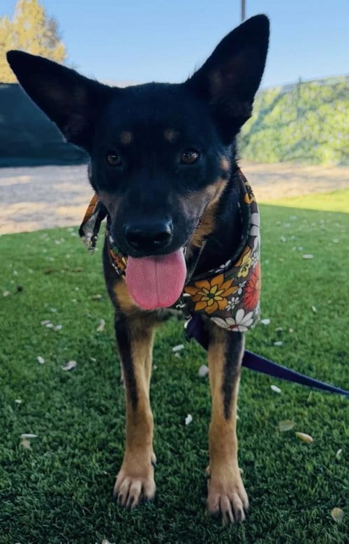 Photo of Gracie, adoptable Rottweiler in Santa Maria, California