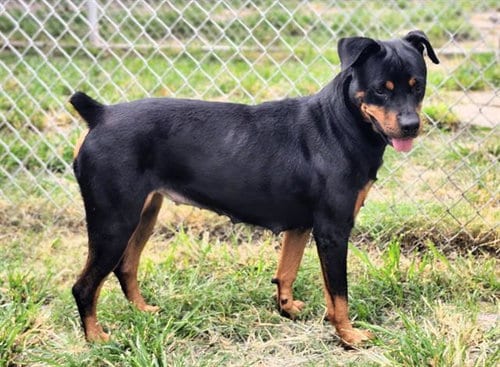 Photo of Roxy, adoptable Rottweiler in Houston, Texas