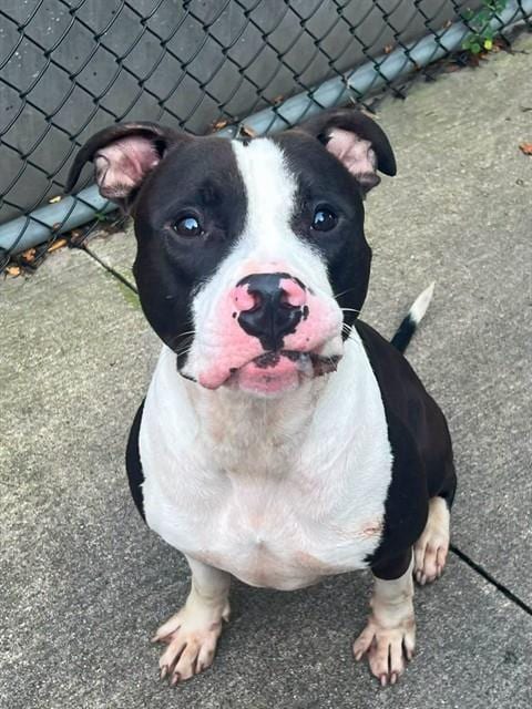 Photo of Jimmy, adoptable American Pit Bull Terrier in Chicago, Illinois
