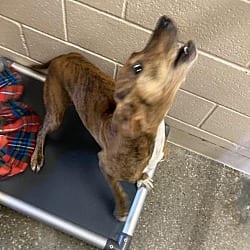 Photo of Olive Oyl, adoptable Plott Hound Mixed Breed (Medium) in Burnsville, North Carolina