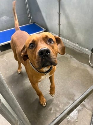 Photo of Sammy, adoptable Bulldog/Mix in Raeford, North Carolina