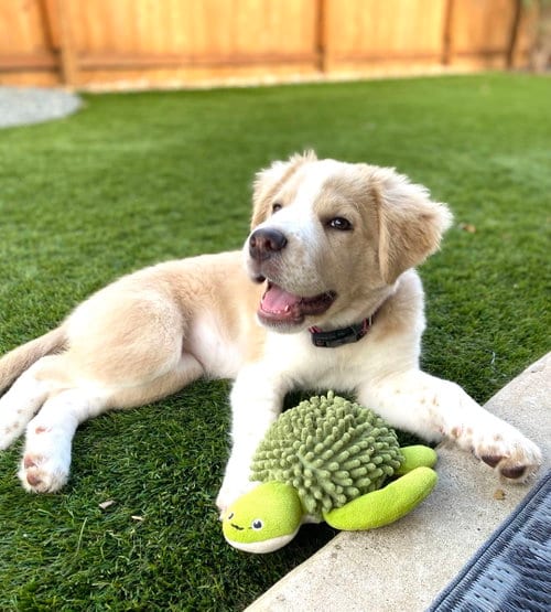 Photo of Bonnie, adoptable Great Pyrenees in Fort Worth, Texas