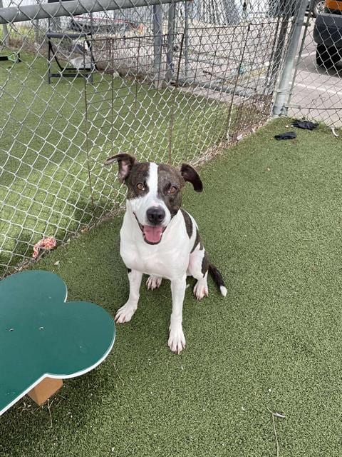 Photo of Petey, adoptable Pointer in Pasadena, Texas