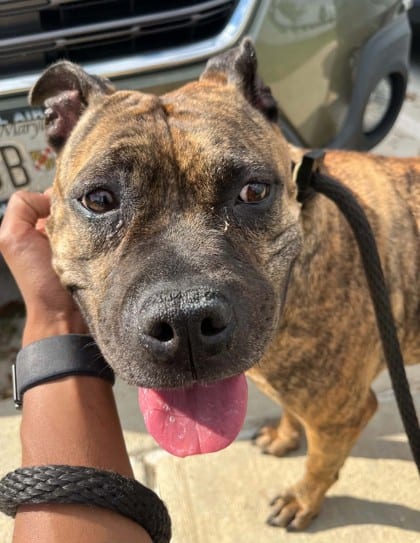 Photo of Trick r Treat, adoptable dog in Baltimore, Maryland