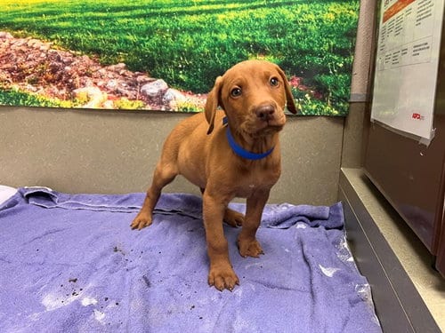 Photo of Brandon, adoptable Vizsla in Moreno Valley, California