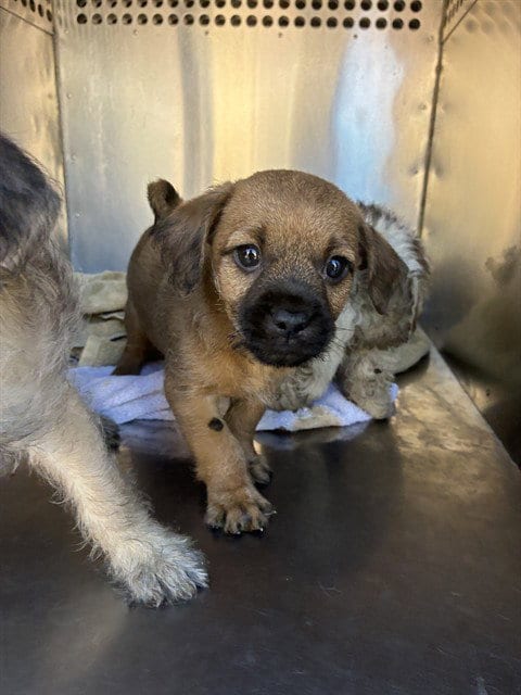 Photo of Oscar, adoptable Chihuahua in Phoenix, Arizona
