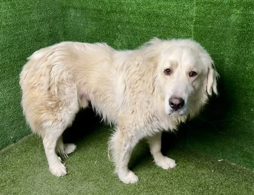 Photo of Leopold, adoptable Great Pyrenees in Lancaster, California