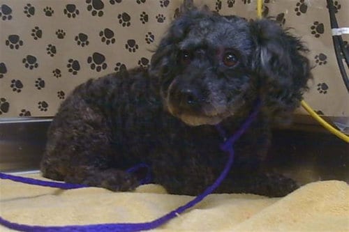Photo of Sweet Pea, adoptable Poodle (Miniature) in Sacramento, California