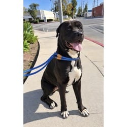 Photo of Argos, adoptable Cane Corso in Chatsworth, California