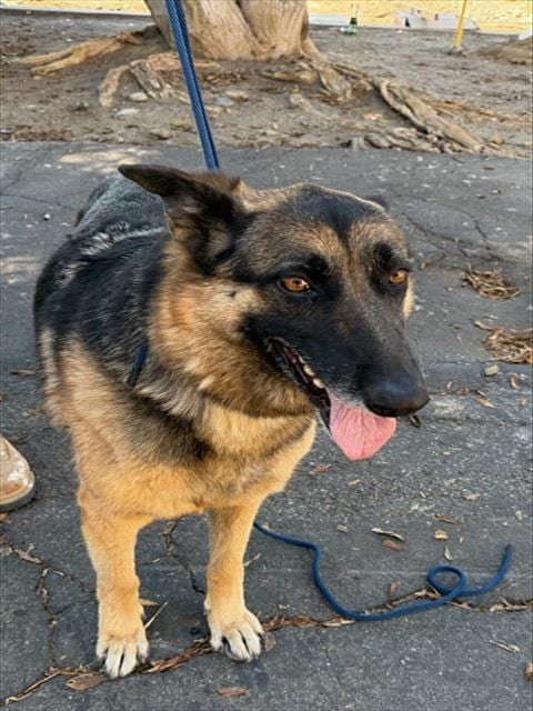Photo of Kera, adoptable German Shepherd Dog in Baldwin Park, California