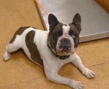 Photo of Diamond, adoptable French Bulldog in Sacramento, California