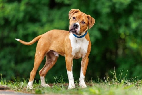Photo of Fuji, adoptable Unknown breed in Durham, North Carolina