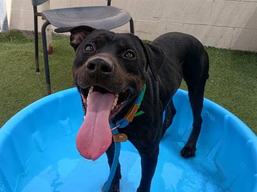 Photo of Titus, adoptable American Pit Bull Terrier in Mesa, Arizona