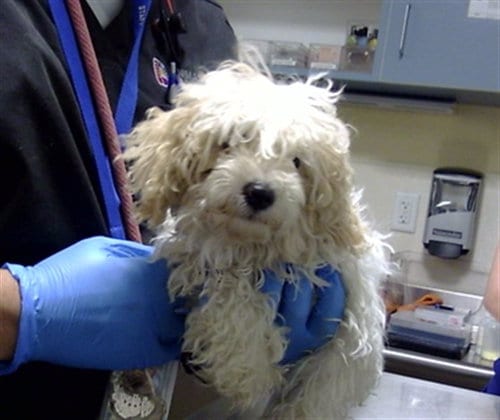 Photo of Cloud, adoptable Poodle (Miniature) in Denver, Colorado