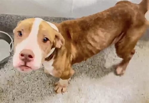 Photo of Molly, adoptable Basset Hound in Houston, Texas