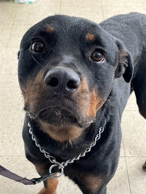 Photo of Khan, adoptable Rottweiler in Killeen, Texas