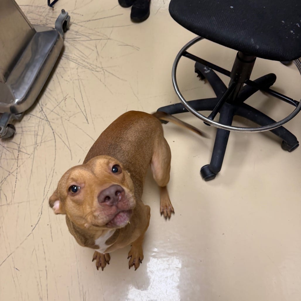 Photo of Mantis, adoptable Mixed Breed (Medium) in Winston-Salem, North Carolina