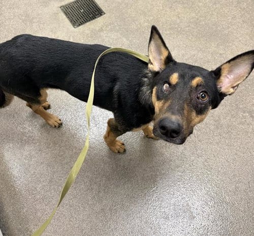 Photo of Boo Bear, adoptable German Shepherd Dog in HESPERIA, California