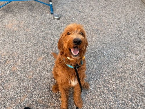 Photo of Baxter, adoptable Poodle (Standard) in Mesa, Arizona