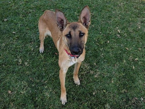 Photo of Jelly, adoptable Belgian Shepherd Malinois in San Clemente, California