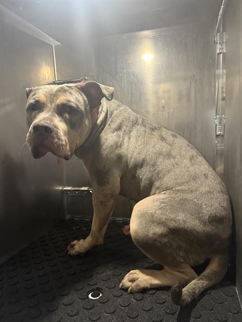 Photo of Rosie, adoptable American Bulldog in San Antonio, Texas