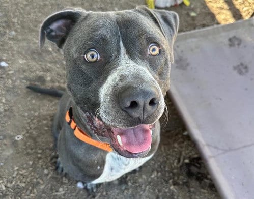 Photo of Arturo, adoptable Pit Bull Terrier in Santa Rosa, California