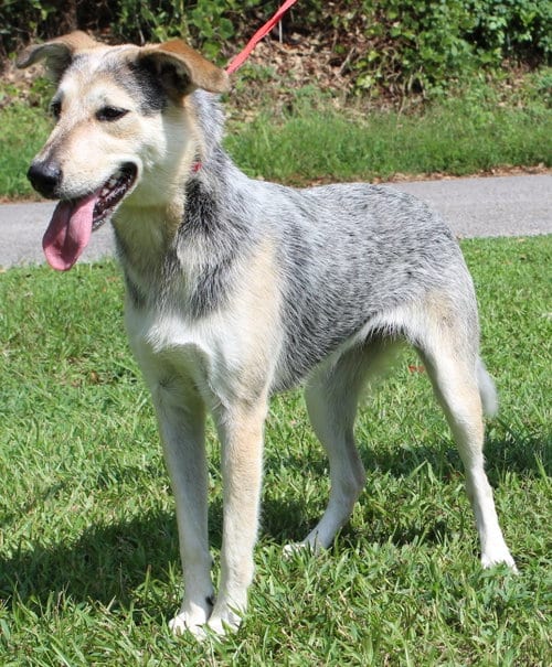 Photo of Sadie 42953, adoptable Husky in Prattville, Alabama