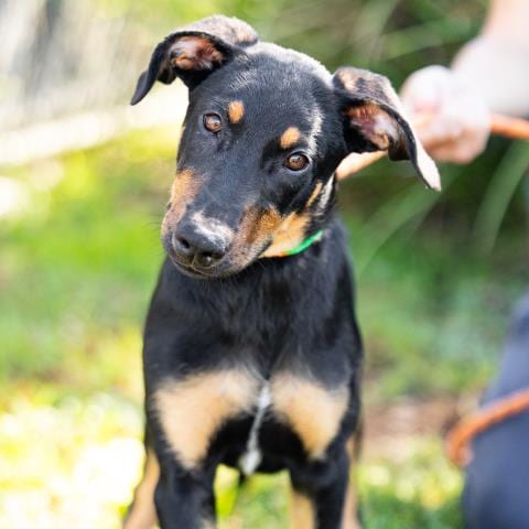 Photo of Butter, adoptable Doberman Pinscher in Camarillo, California