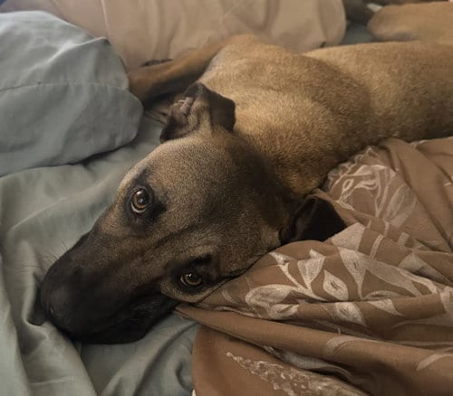 Photo of Percy #2, adoptable Black Mouth Cur in Aurora, Colorado