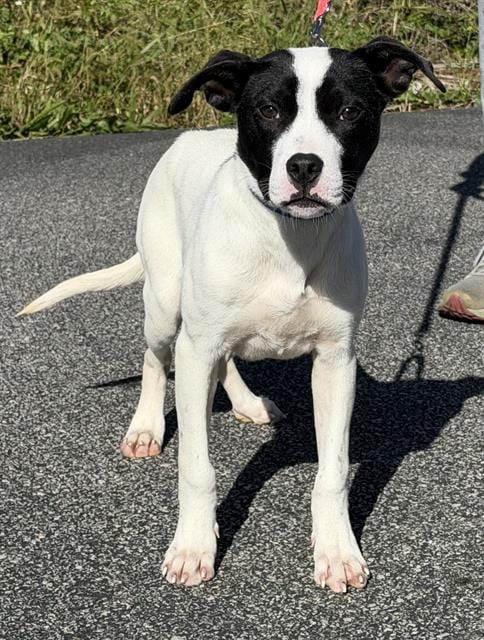 Photo of Wonton, adoptable Siberian Husky in Canfield, Ohio