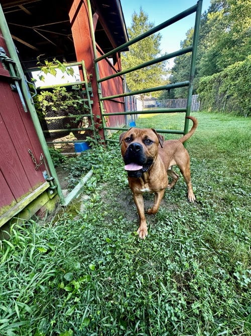 Photo of DI 84 Kano, adoptable Cane Corso Mastiff in Glen Allen, Virginia