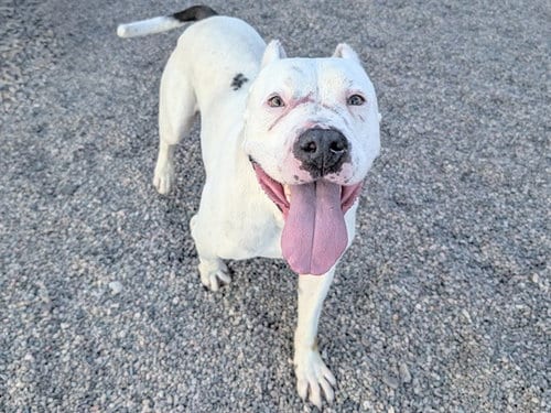 Photo of Cupid, adoptable Dogo Argentino in Mesa, Arizona