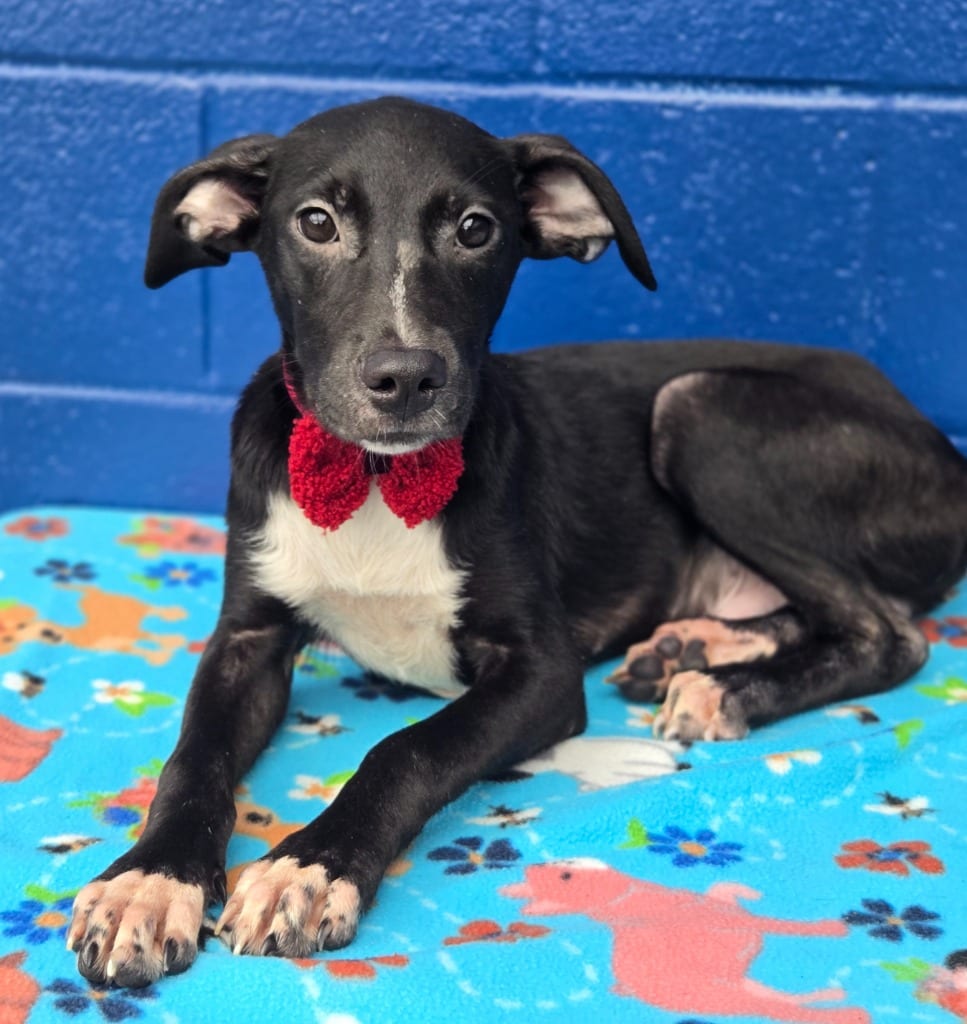 Photo of Logan (Big Time Rush x4), adoptable Labrador Retriever in Hartsville, South Carolina