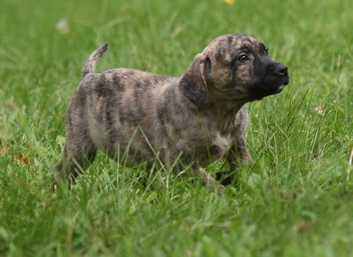 Photo of Silas, adoptable Terrier in Mechanicsburg, Pennsylvania