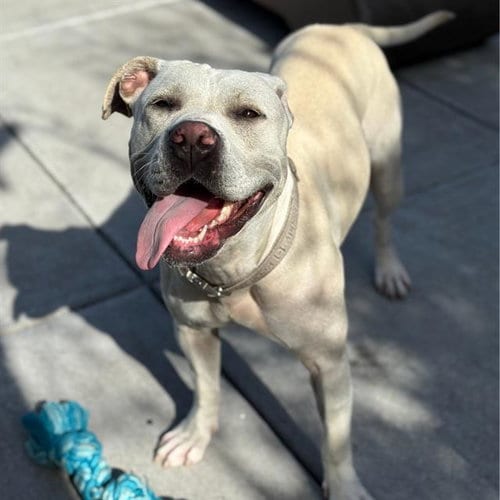 Photo of Giselle, adoptable Pit Bull Terrier in Alameda, California
