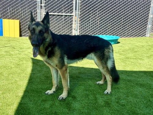 Photo of Georgios, adoptable German Shepherd Dog in San Bernardino, California