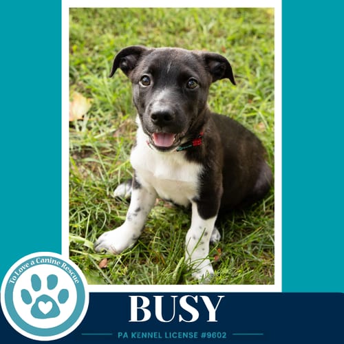 Photo of Busy (Commentary Crew) 082926, adoptable Chihuahua in Kimberton, Pennsylvania