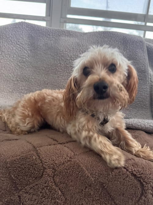 Photo of Mr Max, adoptable Yorkshire Terrier Yorkie in North Babylon, New York