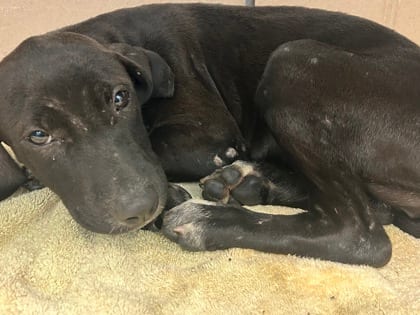 Photo of Neera, adoptable dog in Chamblee, Georgia